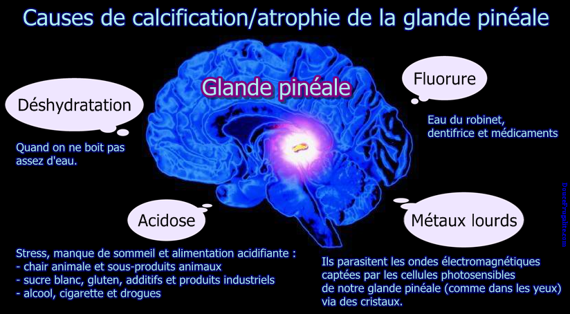 Glande pineale