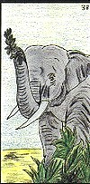 Oracle ge 38 l elephant